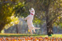 Jack Russell che gioca nel parco in autunno — Foto stock