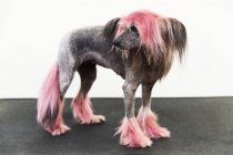 Animal portrait of groomed dog with dyed shaved fur, looking away — Stock Photo