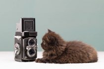 Persian kitten looking at retro film camera — Stock Photo