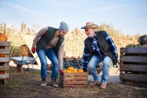 Farmers carrying crate of pumpkins — Stock Photo