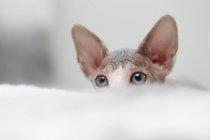 Sphynx kitten looking out from white surface — Stock Photo