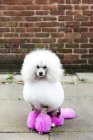 Tierporträt eines lustigen gepflegten Hundes mit gefärbtem rasiertem Fell, der auf der Straße in die Kamera schaut — Stockfoto