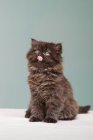 Персидский котенок высовывает язык — стоковое фото