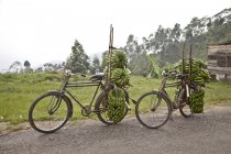 Due biciclette su strada impilate con mazzi di banane, Masango, Cibitoke, Burundi, Africa — Foto stock