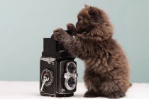 Gatinho persa investigando câmera — Fotografia de Stock