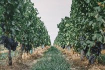 Trauben von schwarzen Trauben auf Weinreben, Bergerac, Aquitaine, Frankreich — Stockfoto