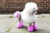 Tierporträt eines lustigen gepflegten Hundes mit gefärbtem, rasiertem Fell, der wegschaut — Stockfoto