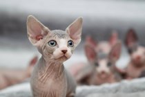 Животный портрет кошки-сфинкса, смотрящей в сторону — стоковое фото