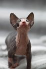 Animal portrait of sphynx cat looking up — Stock Photo