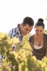 Мужчины и женщины виноделы проверяют виноградники, Лас-Пальмас, Гран-Канария, Испания — стоковое фото