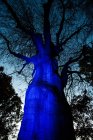Стовбур дерева освітлений темно-синім світлом у сутінках — стокове фото
