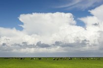 Mucche al pascolo in pascolo, nuvole pluviali in alto, Workum, Frisia, Paesi Bassi, Europa — Foto stock