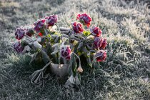 Frost edged roses on grave in churchyard, frozen by winter chill — Stock Photo