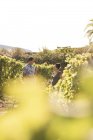 Männliche und weibliche Winzer in Weinbergen, Las Palmas, Gran Canaria, Spanien — Stockfoto