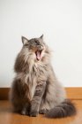 Norwegian forest cat yawning indoors — Stock Photo