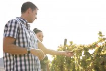 Male and female winemakers checking grapes in vineyard, Las Palmas, Gran Canaria, Spain — Stock Photo