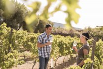 Winemaking tasting white wine in vineyard, Las Palmas, Gran Canaria, Spain — Stock Photo