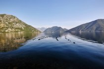 Мальовничим видом рибальську мережу плаває в затоці Котор, Чорногорія — стокове фото