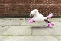 Seitenansicht des gepflegten Hundes mit gefärbtem rasiertem Fell läuft — Stockfoto