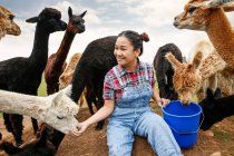 Женщина кормит альпак на ферме — стоковое фото