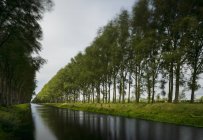 Alberi in una giornata tempestosa, Canale Leopoldo, Damme, Fiandre Occidentali, Belgio — Foto stock