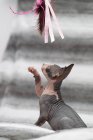 Сфинкс-кошка играет с кошачьей игрушкой — стоковое фото
