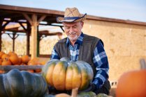 Farmer with pumpkin harvest — Stock Photo
