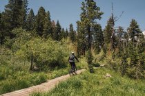Человек на велосипеде по тропинке через лес, Мамонт Лейкс, Калифорния, США, Северная Америка — стоковое фото