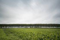 Fila de árboles a lo largo del canal de Leopold, Damme, Flandes Occidental, Bélgica - foto de stock