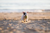 Jack russell running on beach with ball in muzzle — Stock Photo