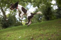 Собака стрибає в повітрі — стокове фото