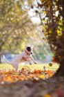 Jack russell chasing tennis ball — Stock Photo