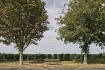 Лава в парку перед виноградник, Бержерак, Аквітанської, Франція — стокове фото