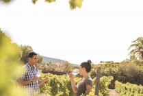 Дегустация белого вина в винограднике Лас-Пальмас, Гран-Канария, Испания — стоковое фото