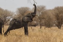 Vista lateral del elefante que alcanza rama con tronco, parque nacional del tarangire, tanzania - foto de stock