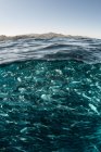 Jack fishes swimming close to water surface, Cabo San Lucas, Mexico, North America — Stock Photo