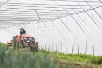 Farmer driving on tractor in large greenhouse — Stock Photo