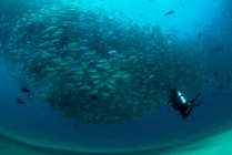 Дайвер плавание со школой рыб-домкратов, вид под воду, Кабо Сан Лукас, Нижняя Калифорния Сур, Мексика, Северная Америка — стоковое фото