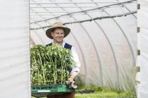 Agricultor em estufa transportando bandeja de plantas — Fotografia de Stock