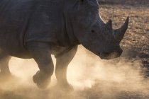 White rhinoceros, Ceratotherium simum, in cloud of dust at sunset, Kalahari, Botswana — Stock Photo