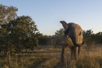 Африканський слон, ходити в Moremi заповідника, Окаванго, Ботсвани — стокове фото