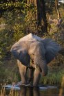 Afrikanischer Elefant läuft im Okavango-Delta in Botswana ins Wasser — Stockfoto