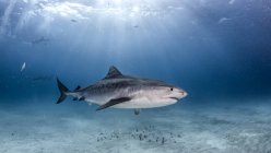 Vista lateral do belo tubarão grande nadando debaixo d 'água em bahamas — Fotografia de Stock