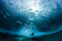 Дайвер плавание со школой рыб-домкратов, вид под воду, Кабо Сан Лукас, Нижняя Калифорния Сур, Мексика, Северная Америка — стоковое фото