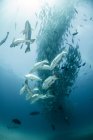 Джек-рыба, вид под воду, Кабо-Сан-Лукас, Нижняя Калифорния-Сур, Мексика, Северная Америка — стоковое фото