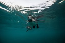 Pinguins de Galápagos nadando subaquático, Seymour, Galápagos, Equador — Fotografia de Stock