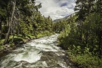 River flow through pine trees forests, Montana, US — Stock Photo
