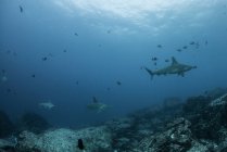 Sharks and fish by seabed, Seymour, Galapagos, Ecuador, South America — Stock Photo