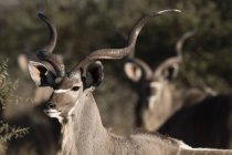 Portrait du grand kudu mâle avec cornes au Kalahari, Botswana — Photo de stock