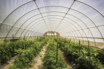 Rows of plants in green house, Montana, US — Stock Photo